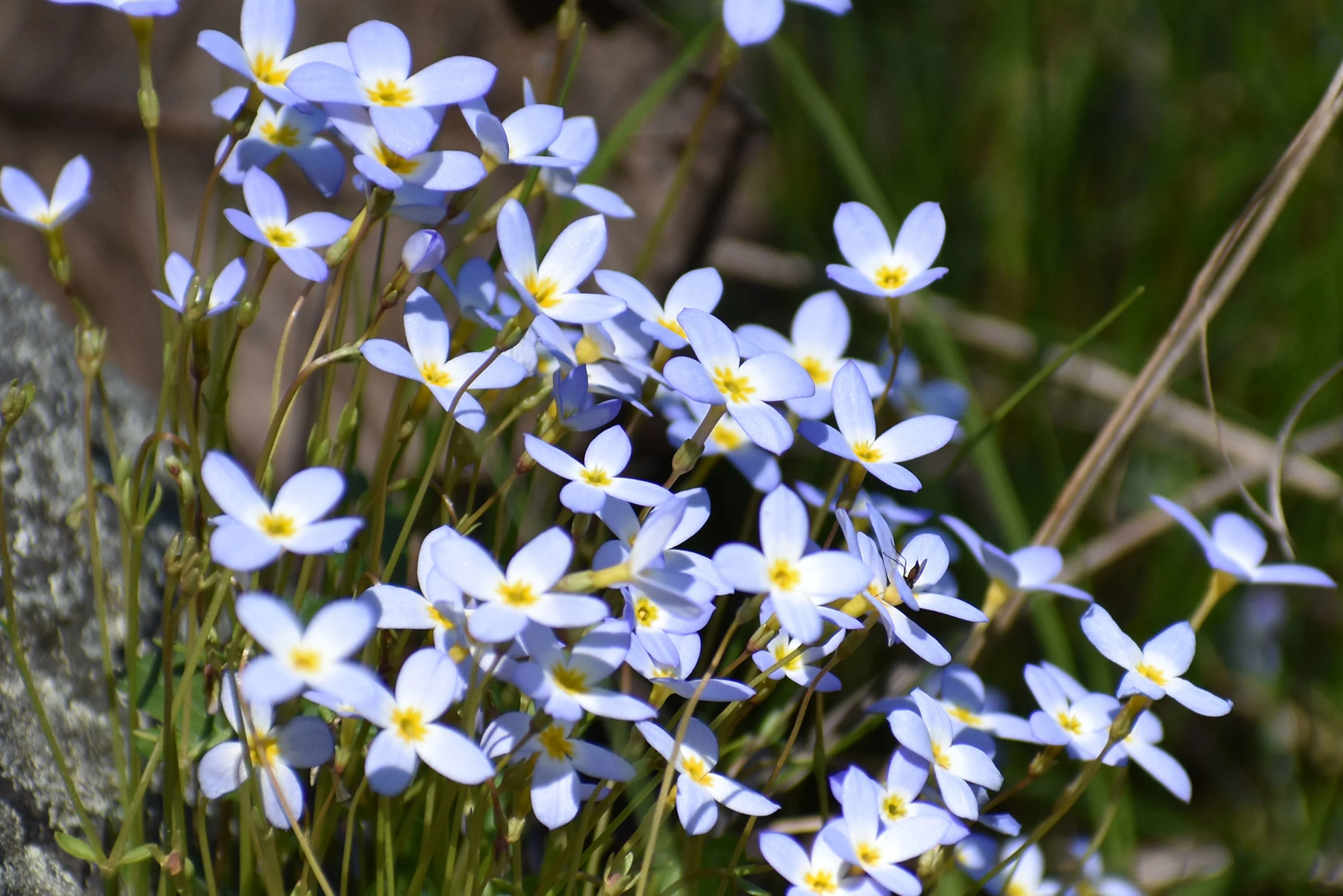 Tiny blue flowers