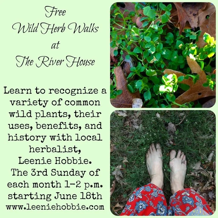 Join herbalist, Leenie Hobbie, for a wild plant ramble around the grounds of The River House as we take a closer look at common plants of uncommon value. Learn about their uses, benefits, and sometimes their stories during this hour-long leisurely stroll and talk class.