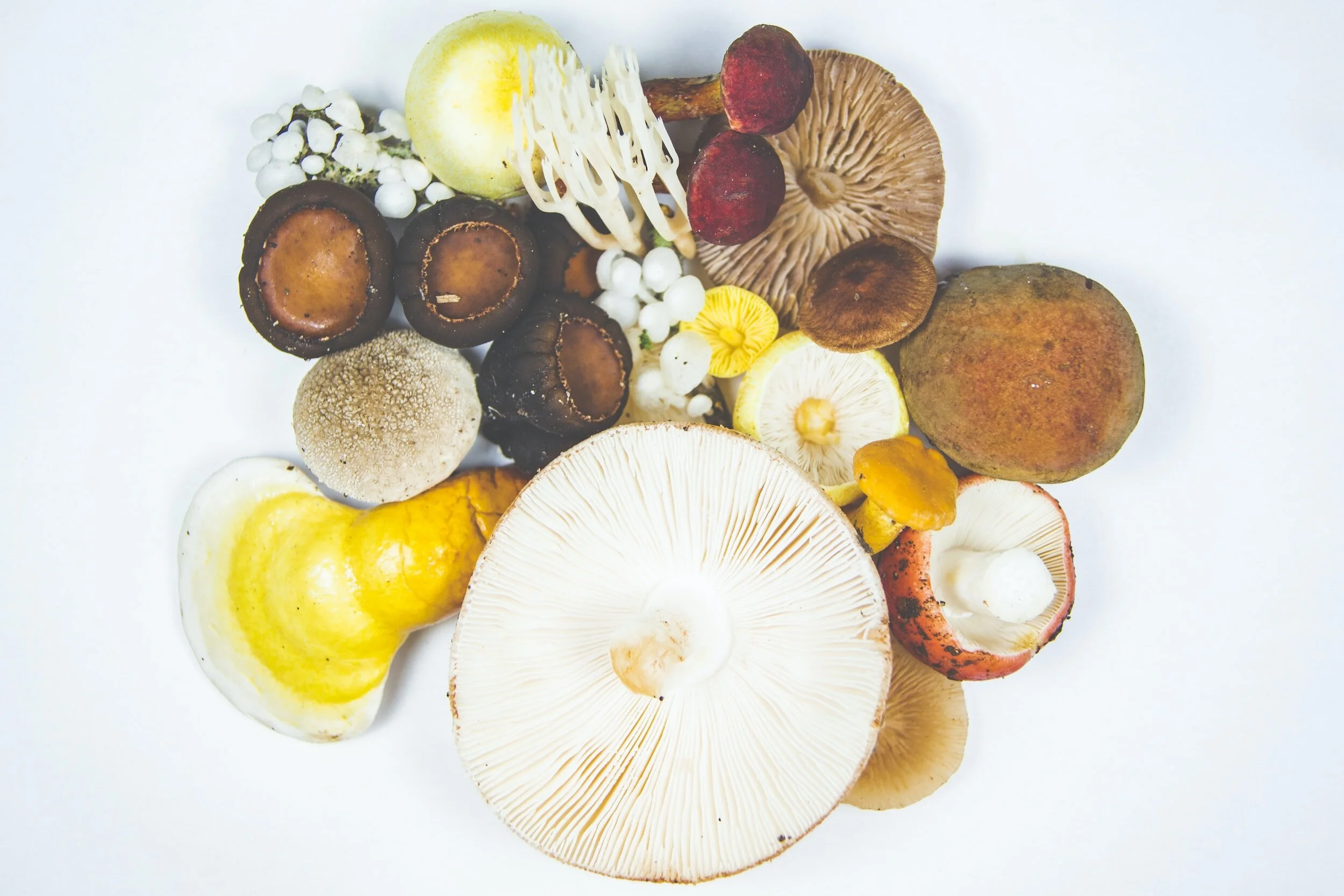Workshop: Grow Mushrooms in Your Garden