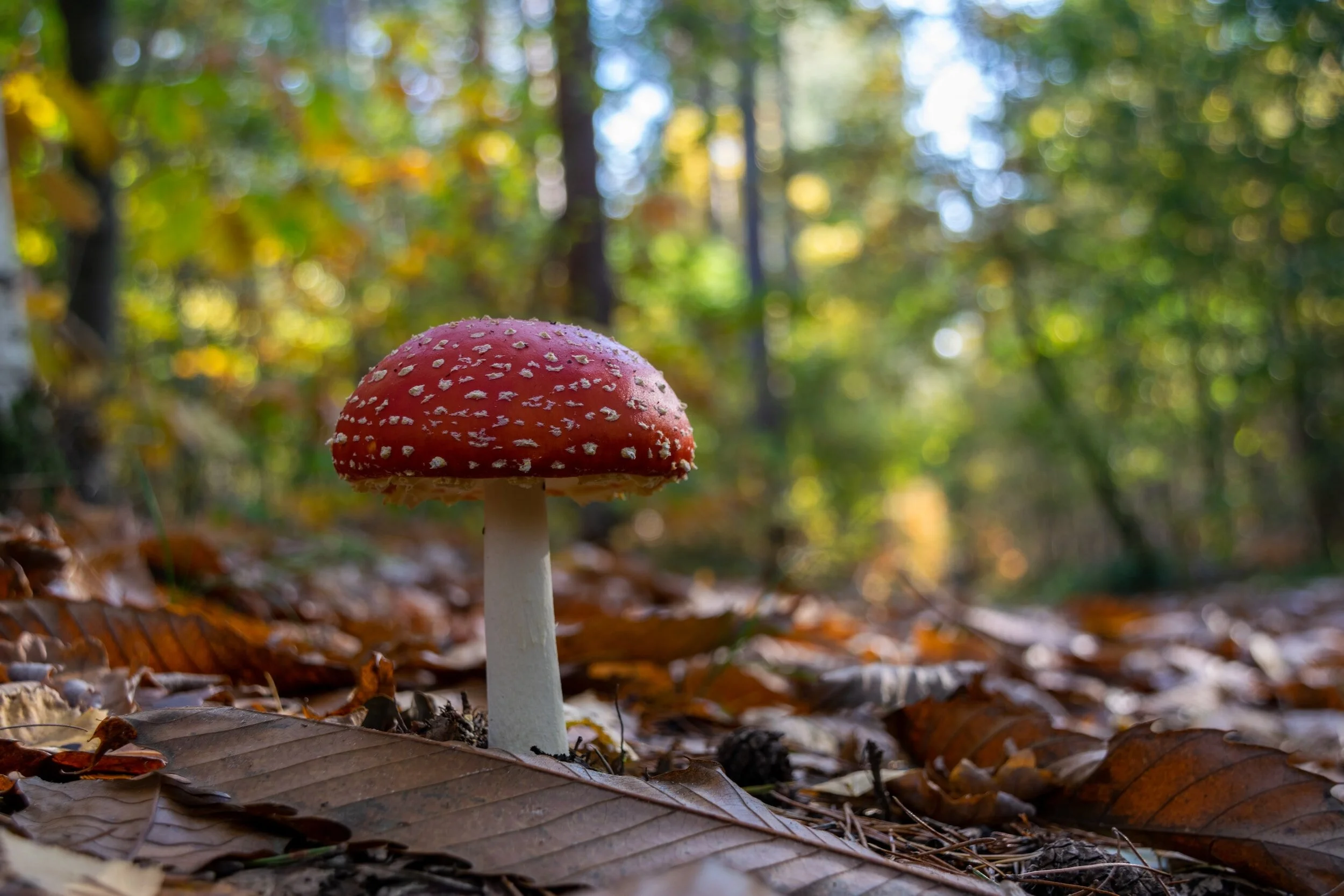 Mushroom ID Hike at Ice Mountain