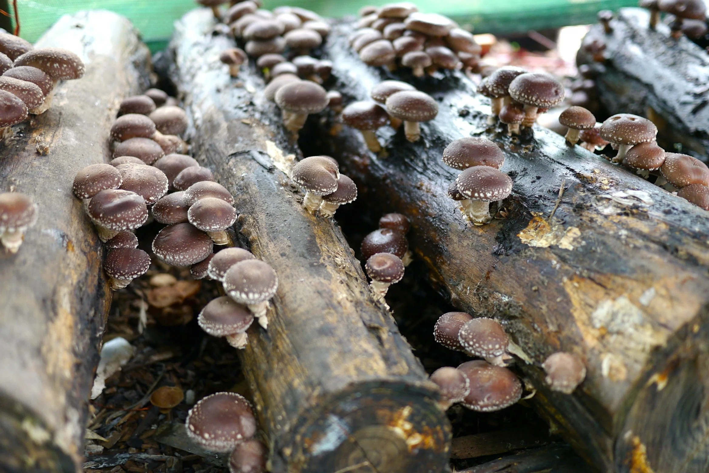 Workshop: Making a Shiitake Log