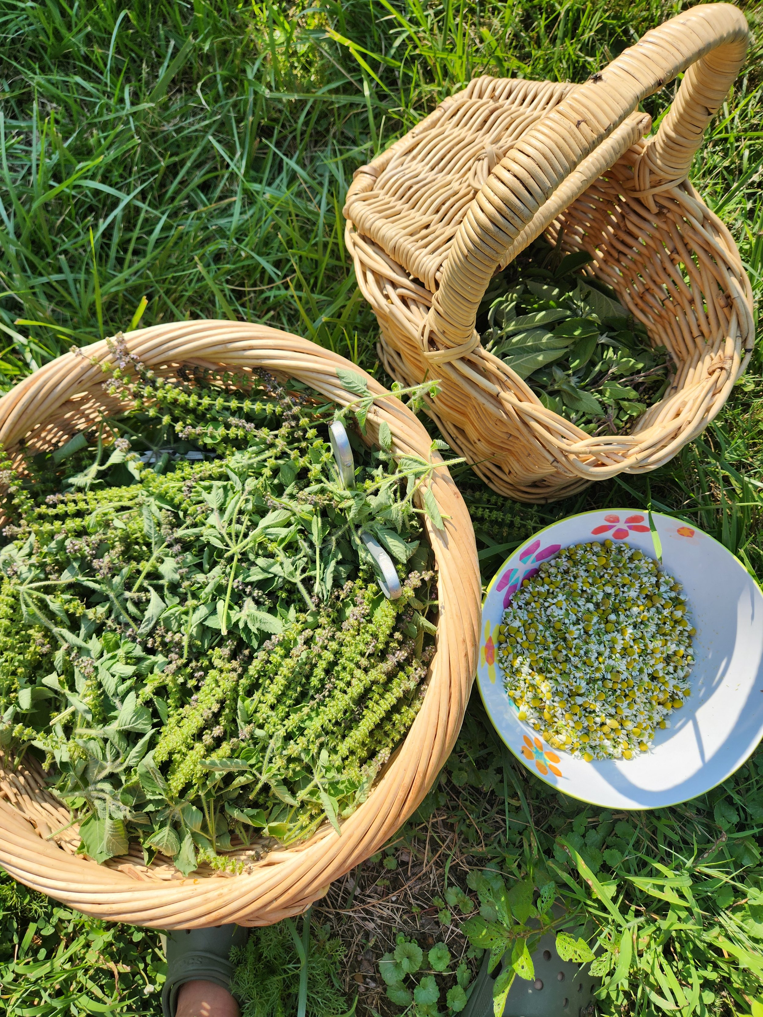 FolkLife Workshop: Herbal Extractions