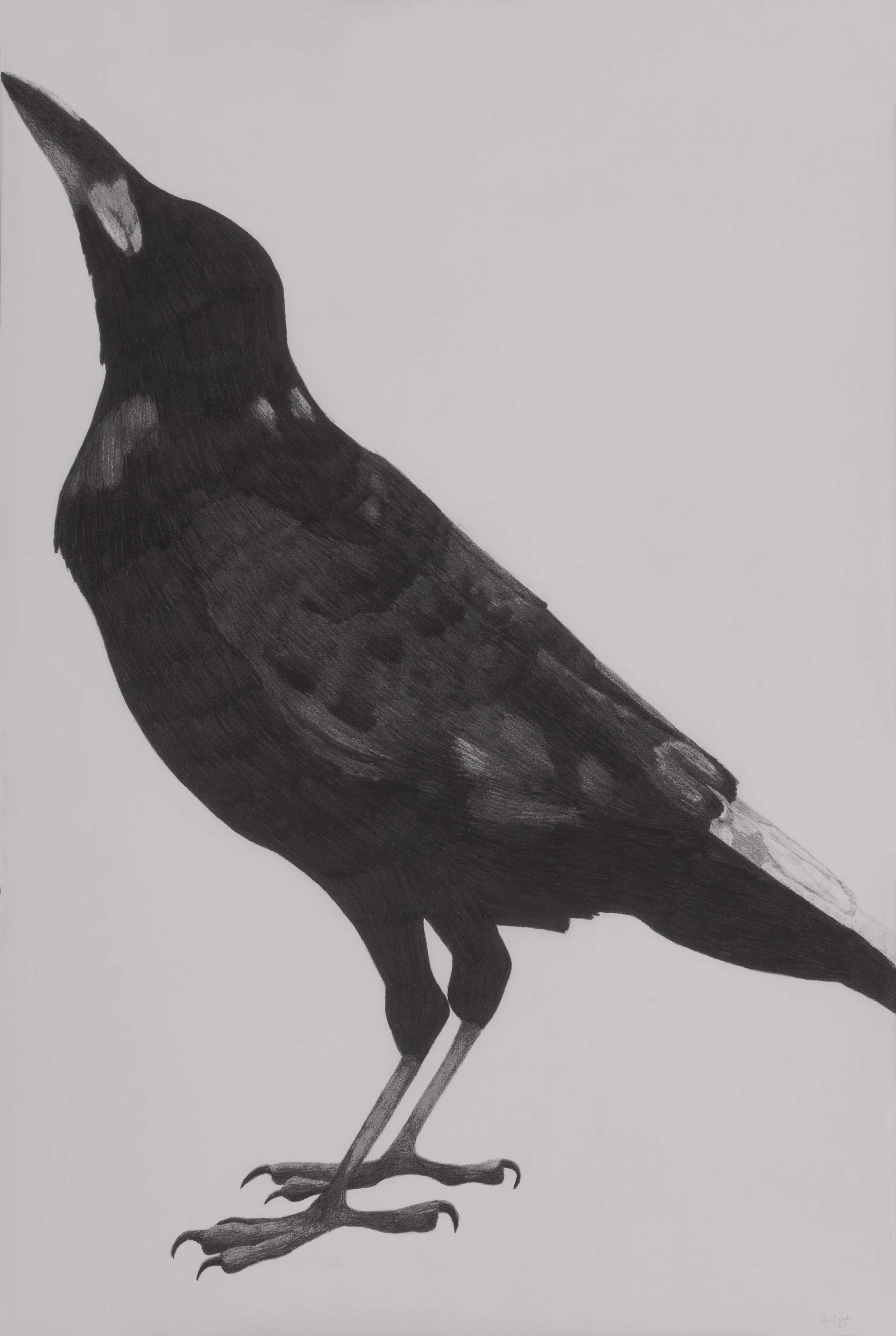 brachyrhychos two