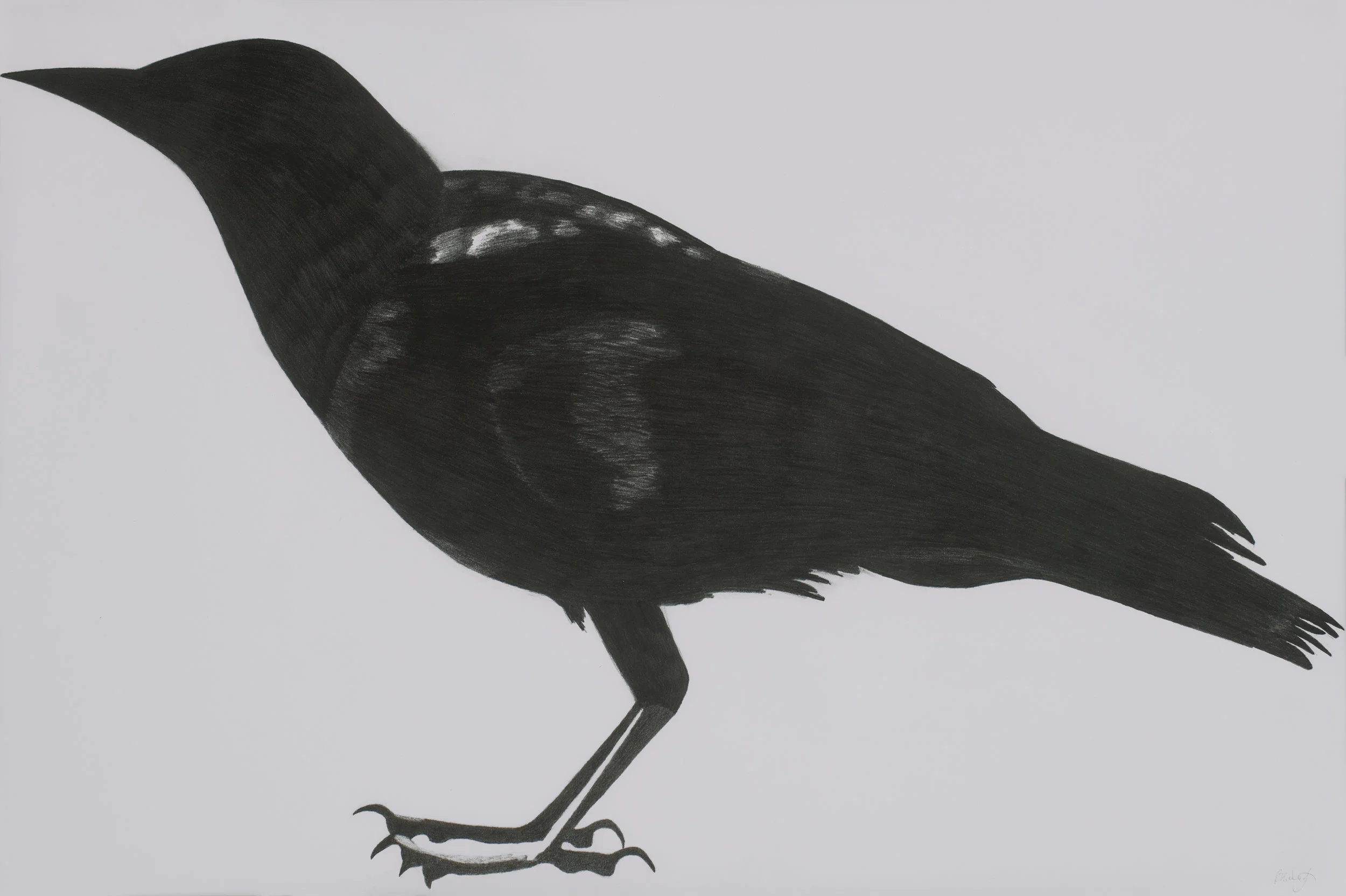 brachyrhychos four