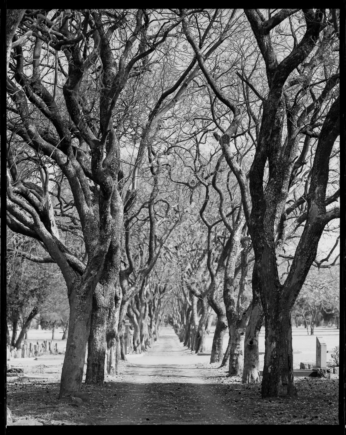 Jacaranda Trees in winter Mamiya RZ 67 Pro ii + 110mm Lens Ilford Delta 100