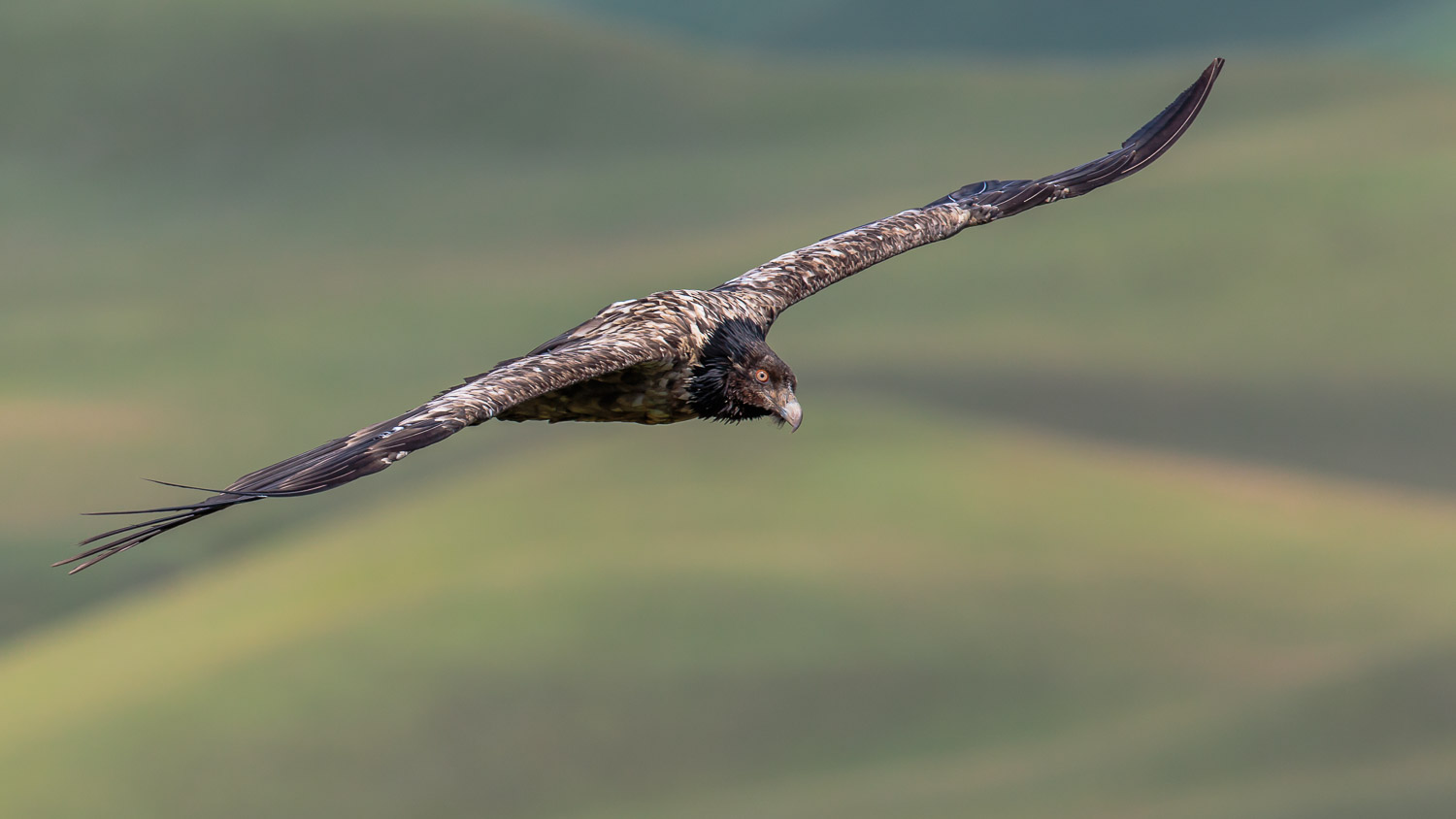 Bearded Vulture Juvenile