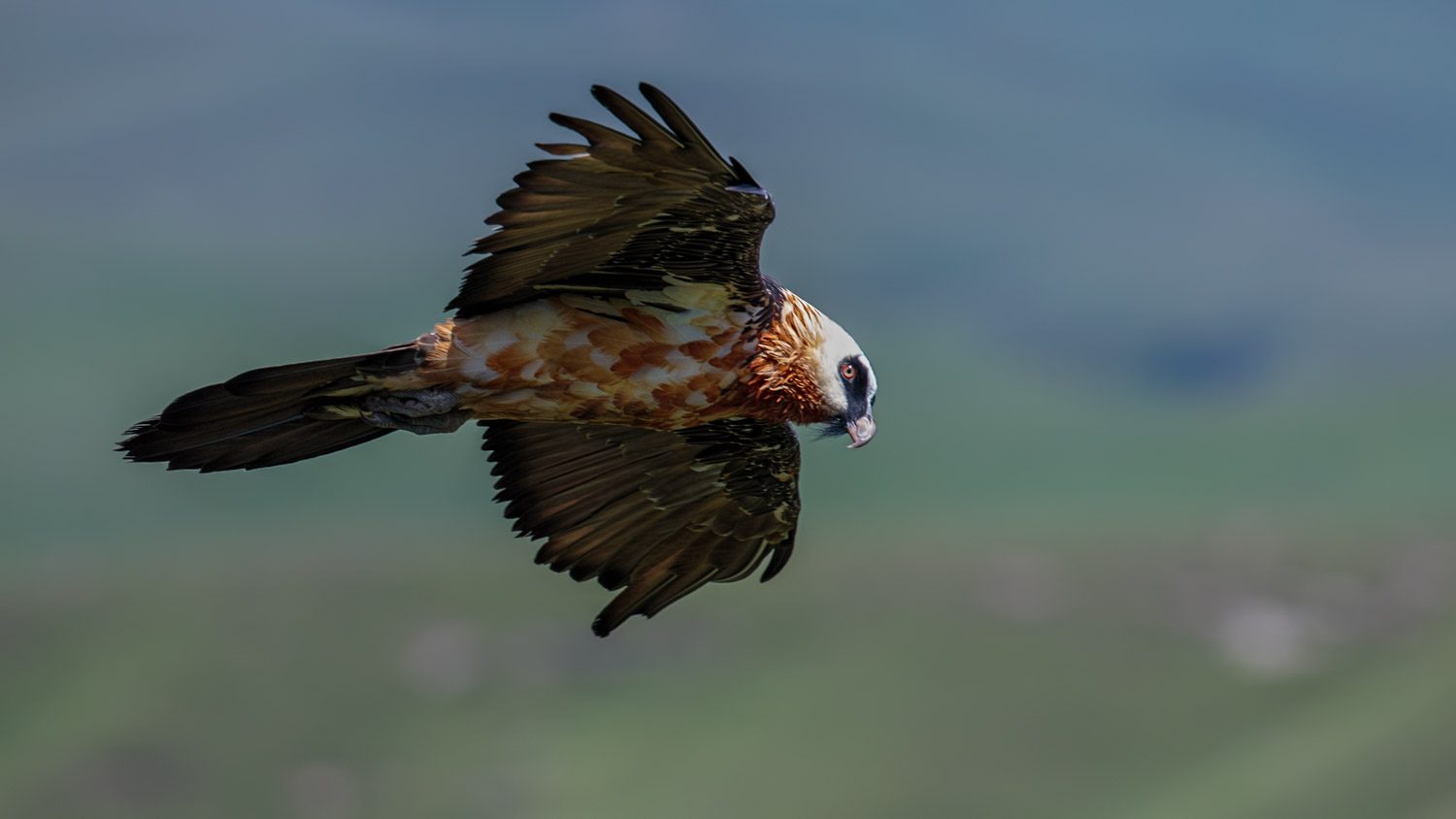 Bearded Vulture Profile