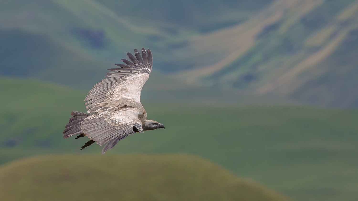 Cape Vulture