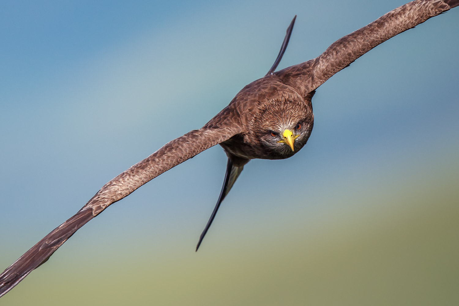 Yellow Billed Kite