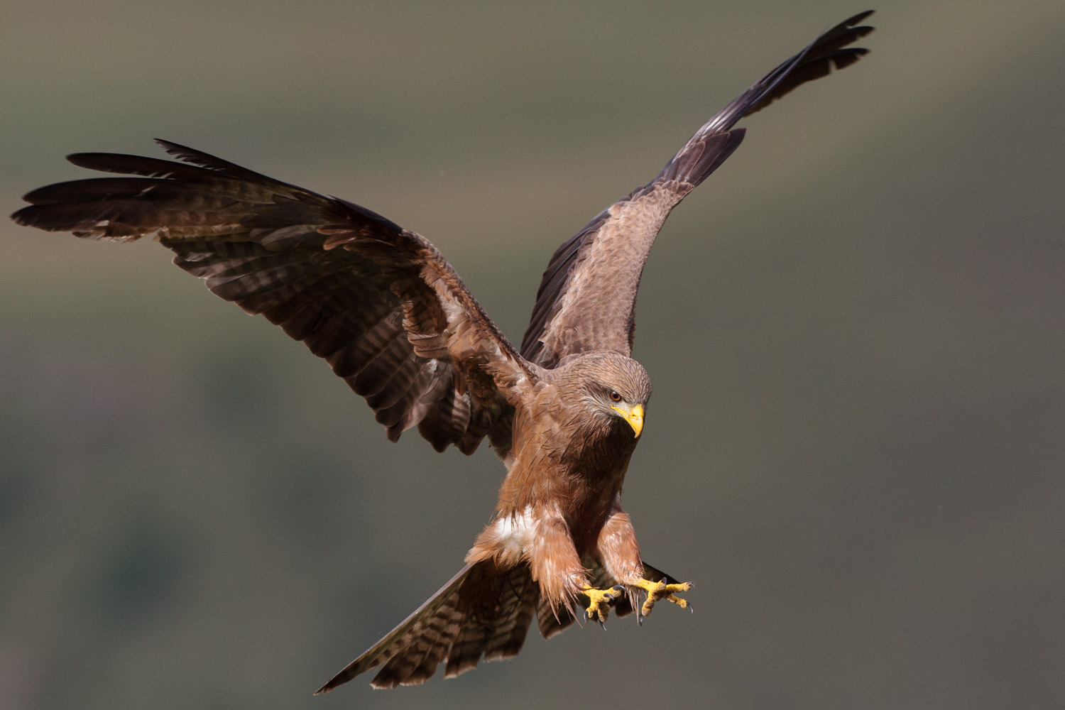 Kite Landing