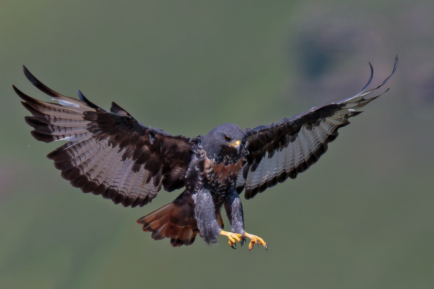 Jackal Buzzard Landing