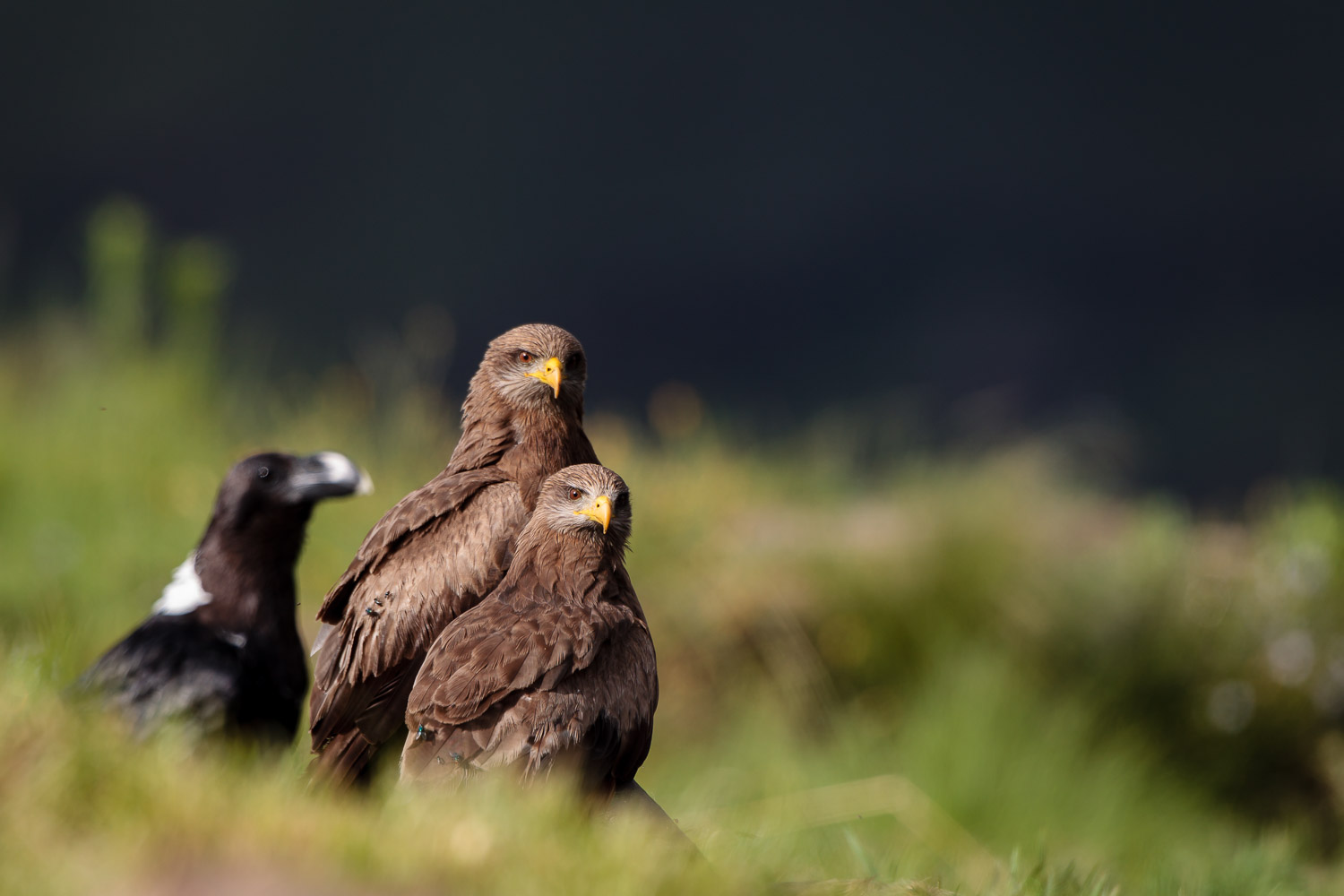 Yellow Billed Kites and Raven