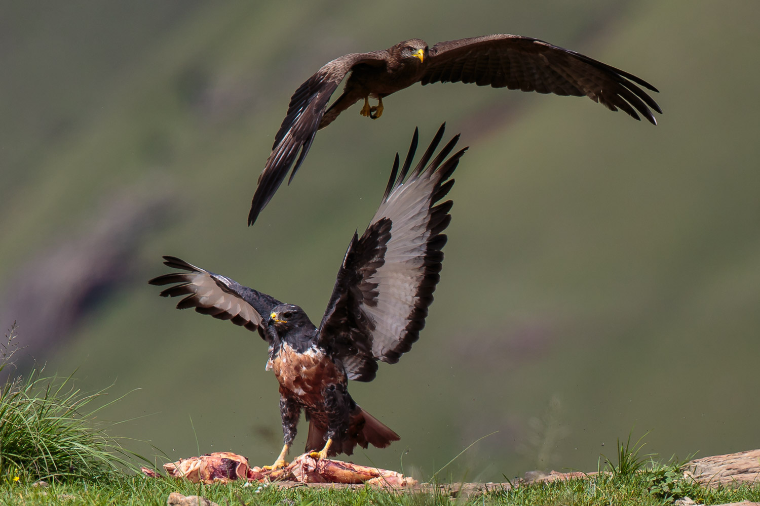 Jackal Buzzard & Kite