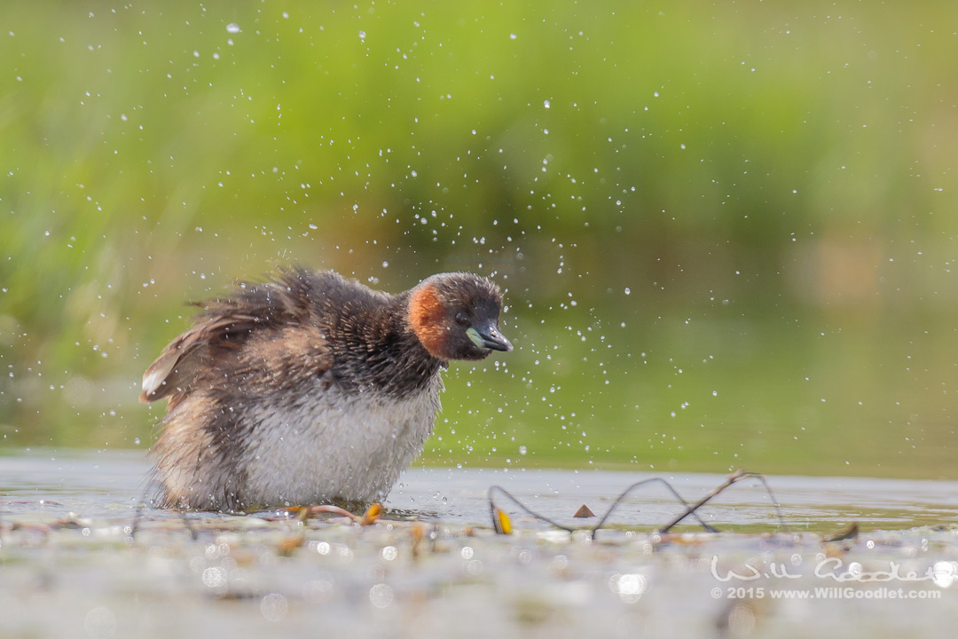 Grebe Shake