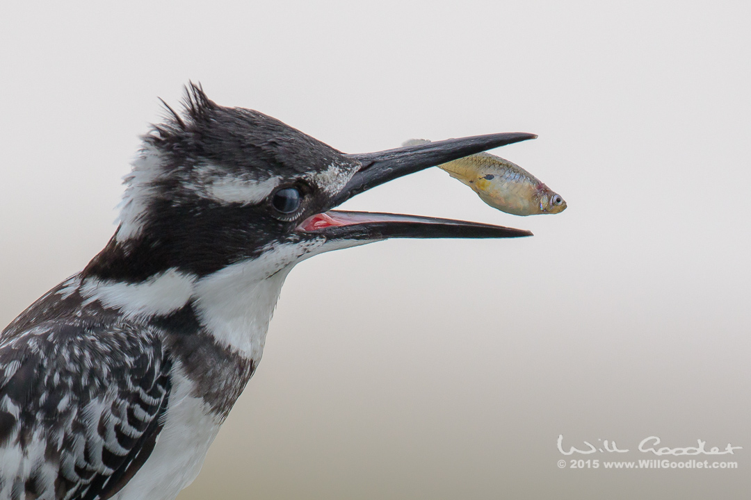 Pied Kingfisher