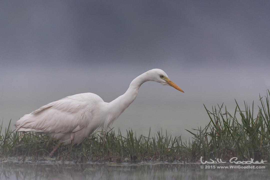 Egret