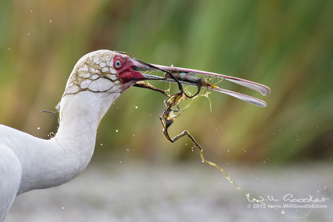 Spponbill with fish