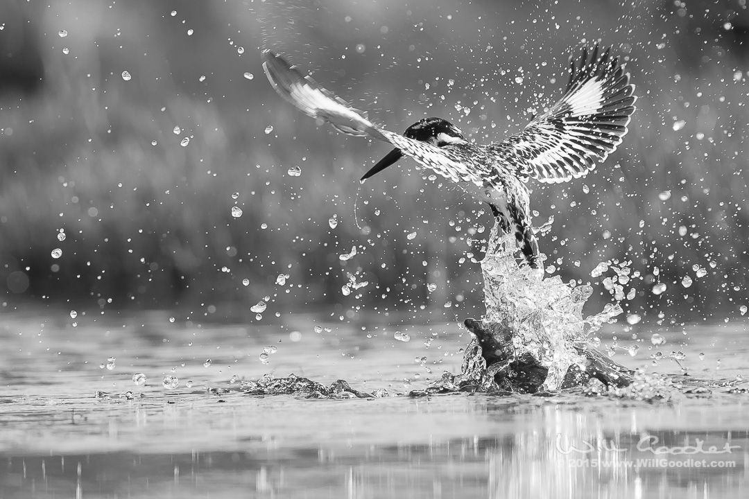 Splash