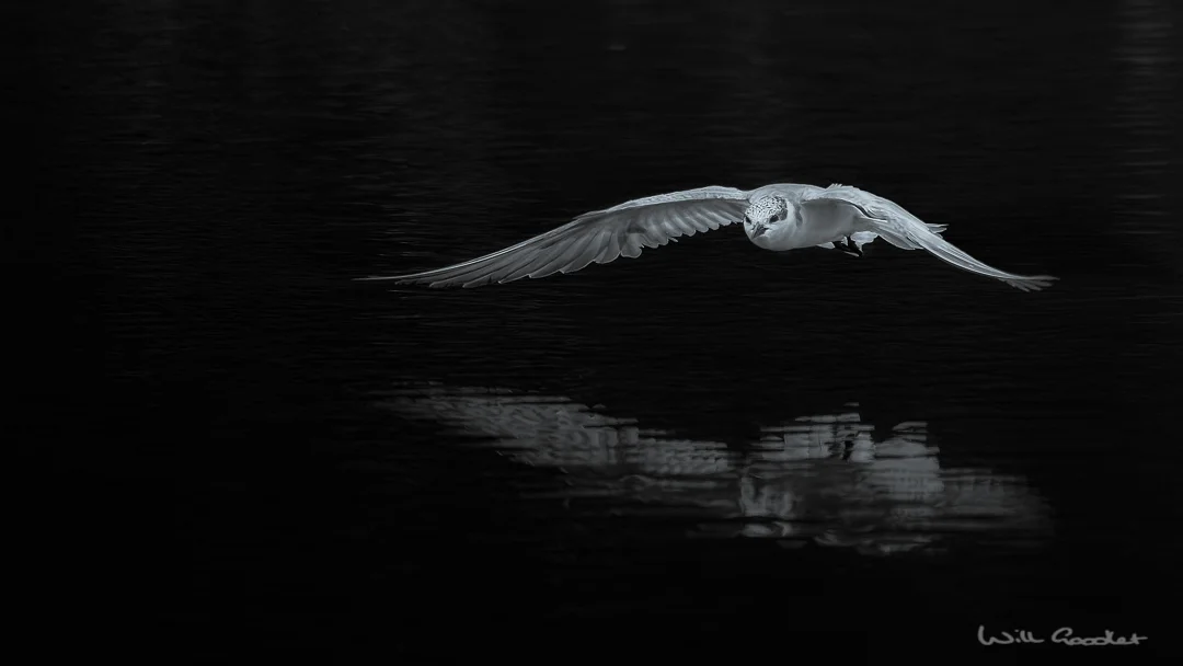 Ghost on the water...