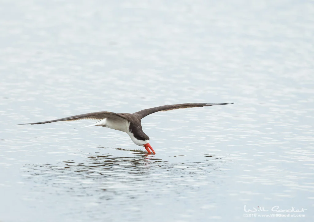 African Skimmer flying low over the still waters of the Zambezi