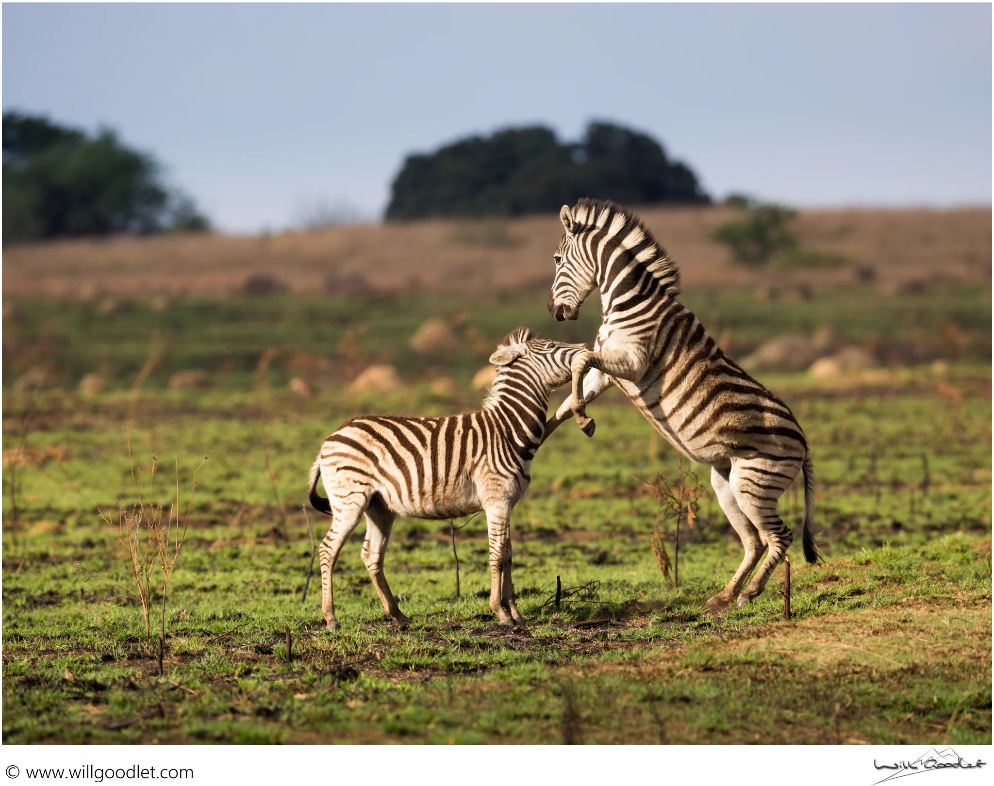 Two Zebra get stuck into each-other in dramatic light, Rietvlei Nature Reserve, South Africa