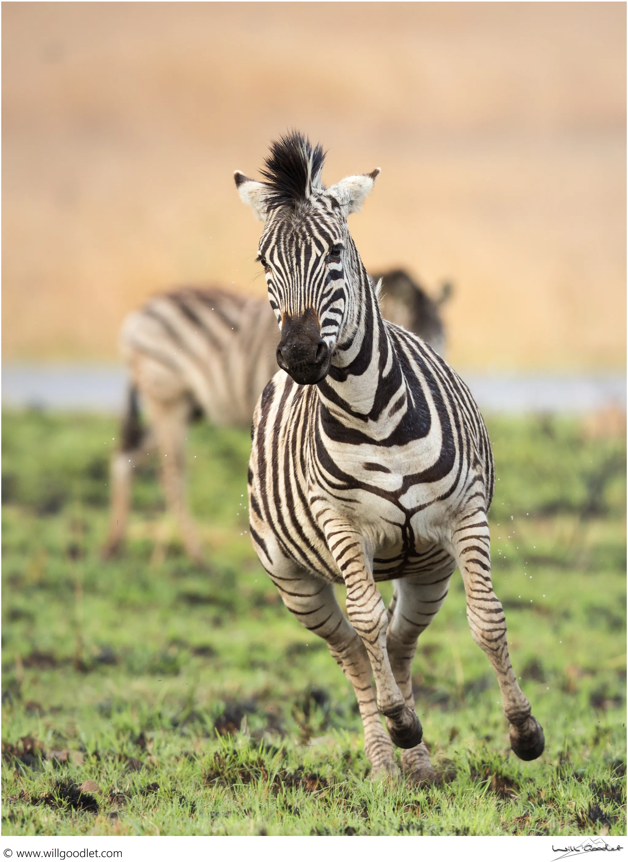 Zebra running off steam, Rietvlei Nature Reserve, South Africa.