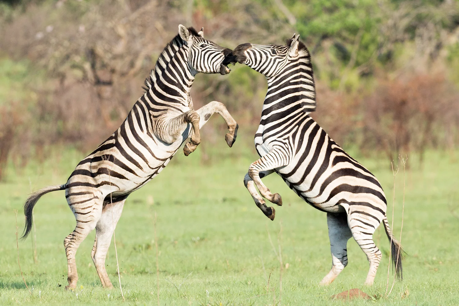 A pair of sparring Zebra, Rietvlei Nature Reserve, South Africa.