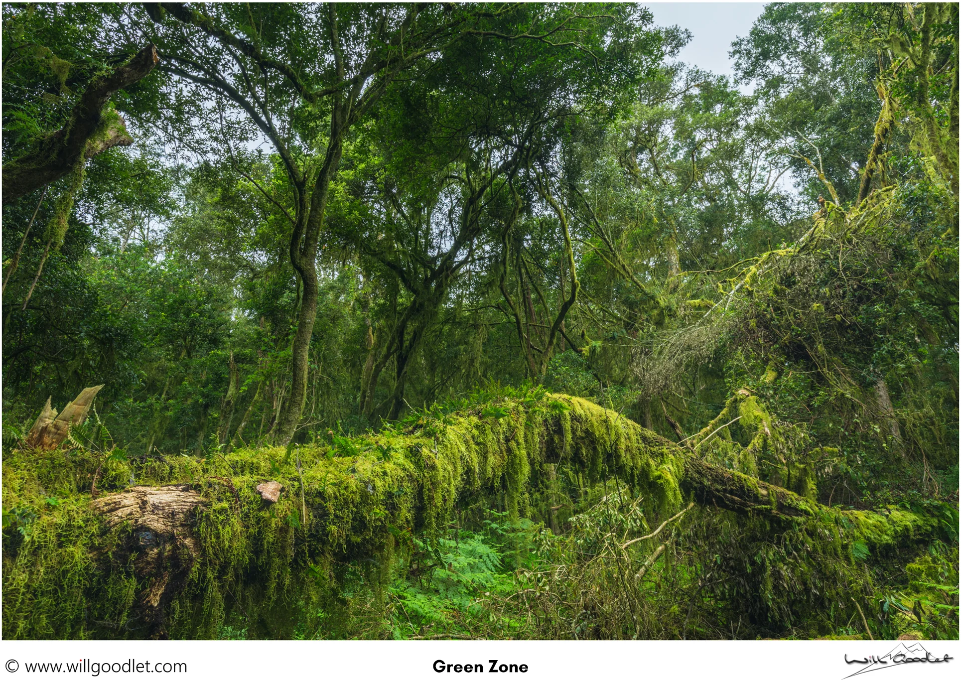 Moss covered branches, Woodbush Indigenous Forest, South Africa.