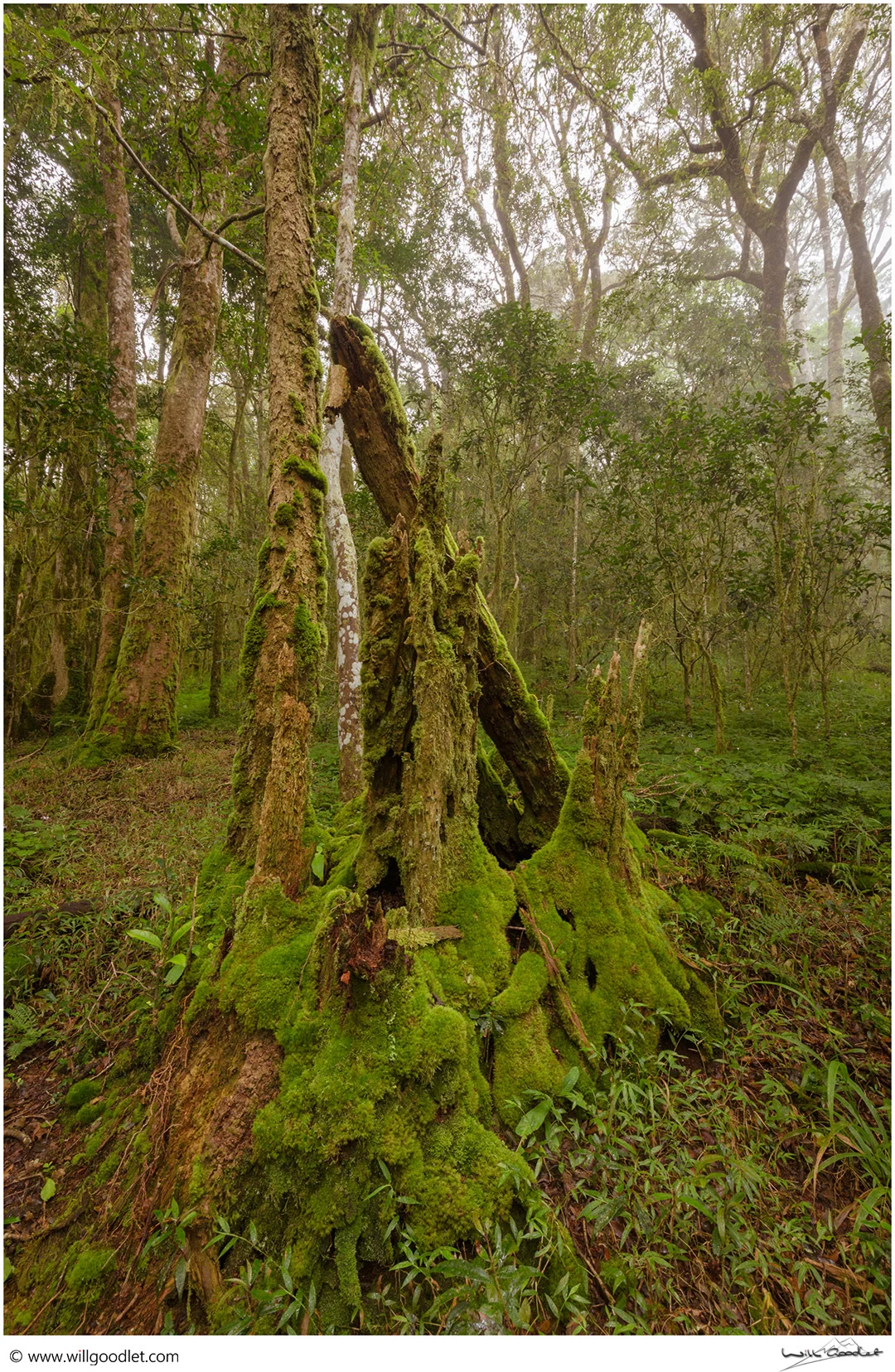 Ancient tree stump, Woodbush Indigenous Forest, South Africa.