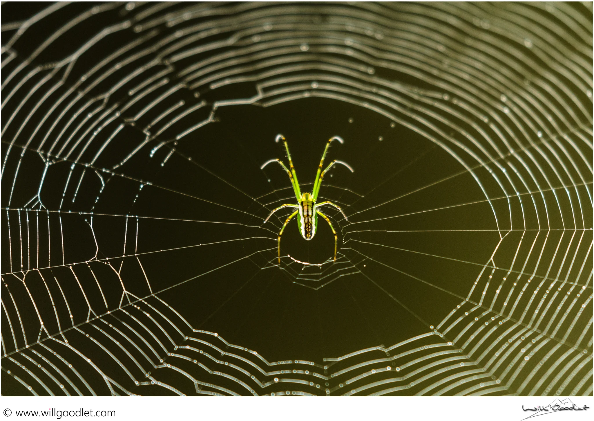 Silver Vlei Spider, Woodbush Indigenous Forest, Magoebaskloof, South Africa.