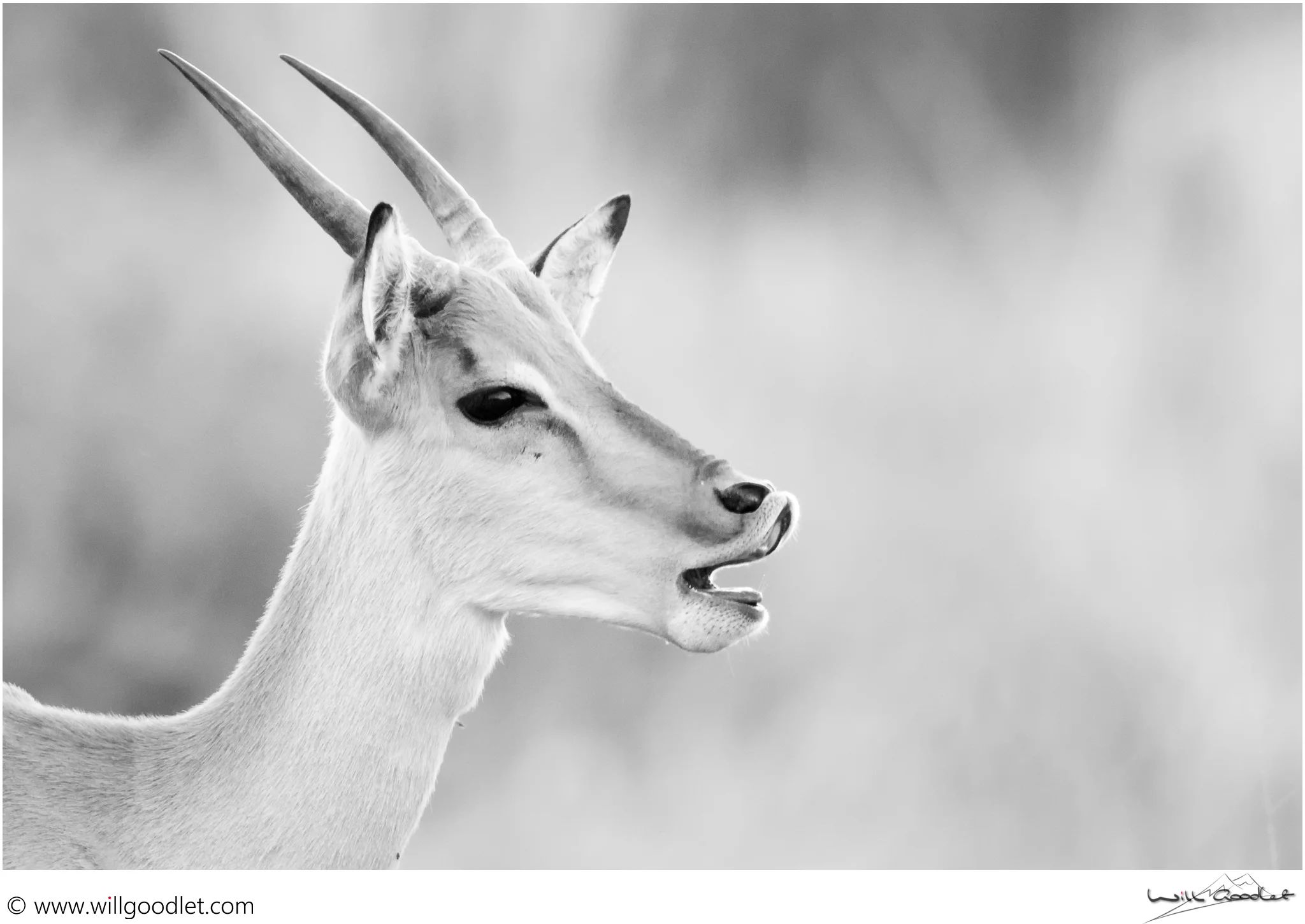 Young impala ram vocalising