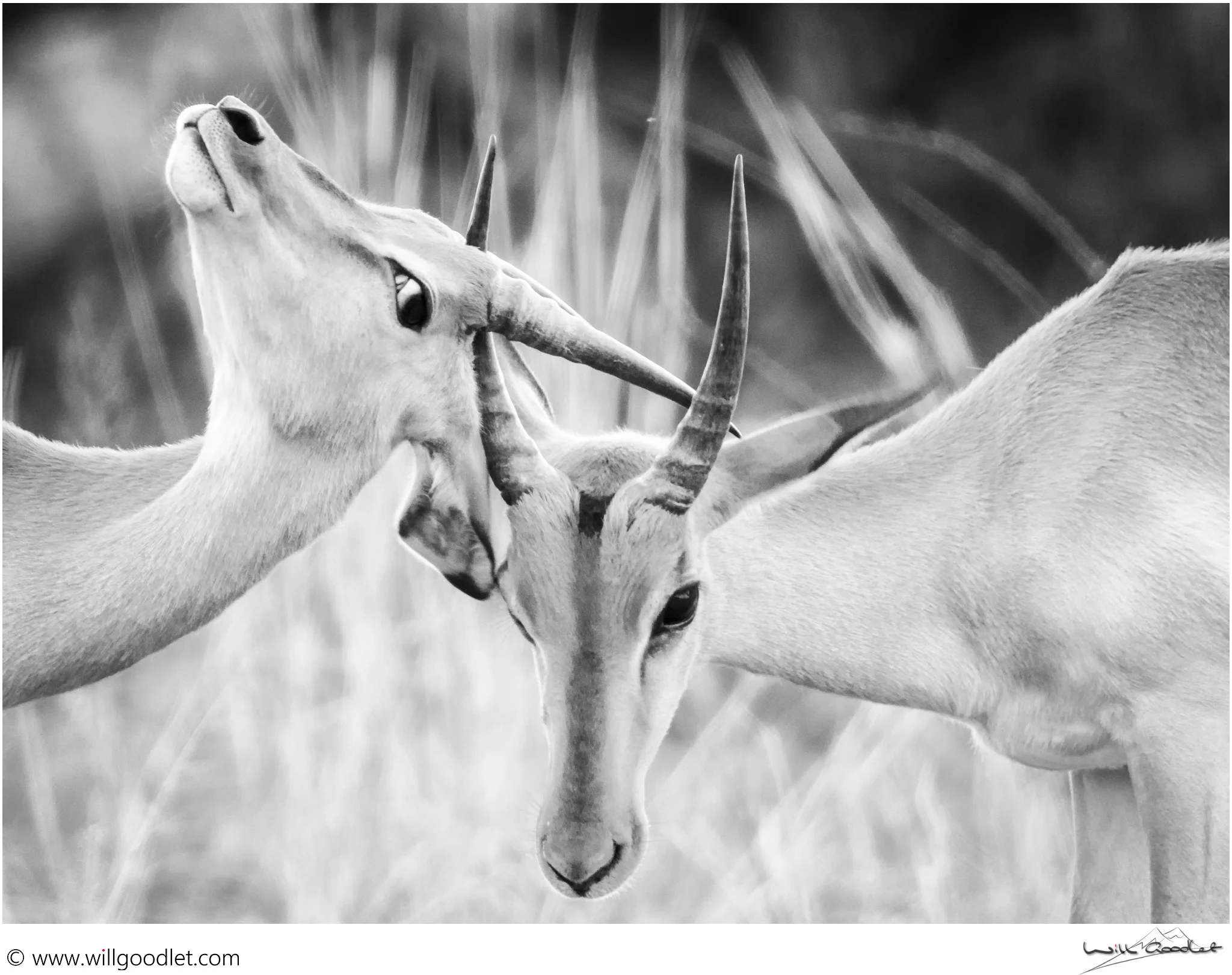 Young impala rams testing strength