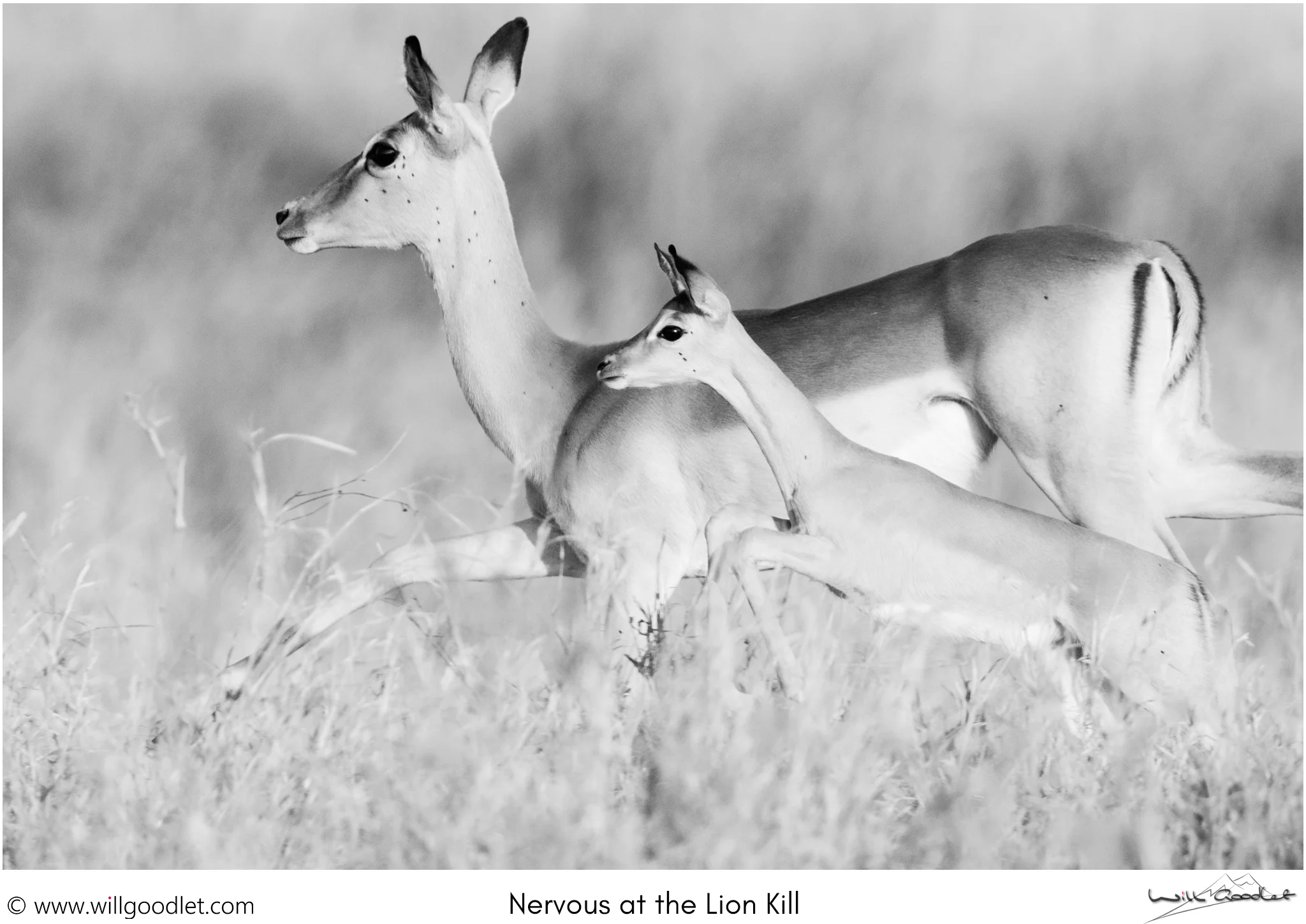 Too close to the kill, youngster.