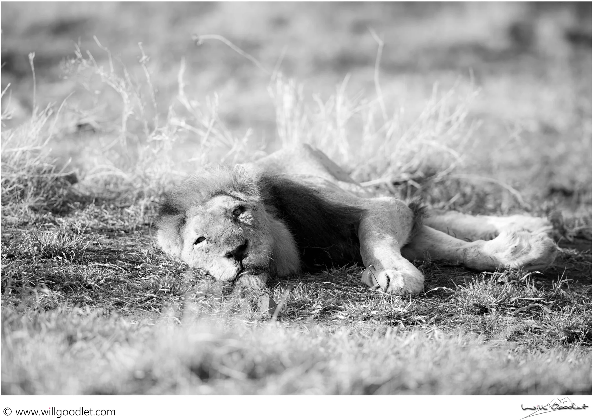 Emaciated and sick, this male lion is clinging on to life.