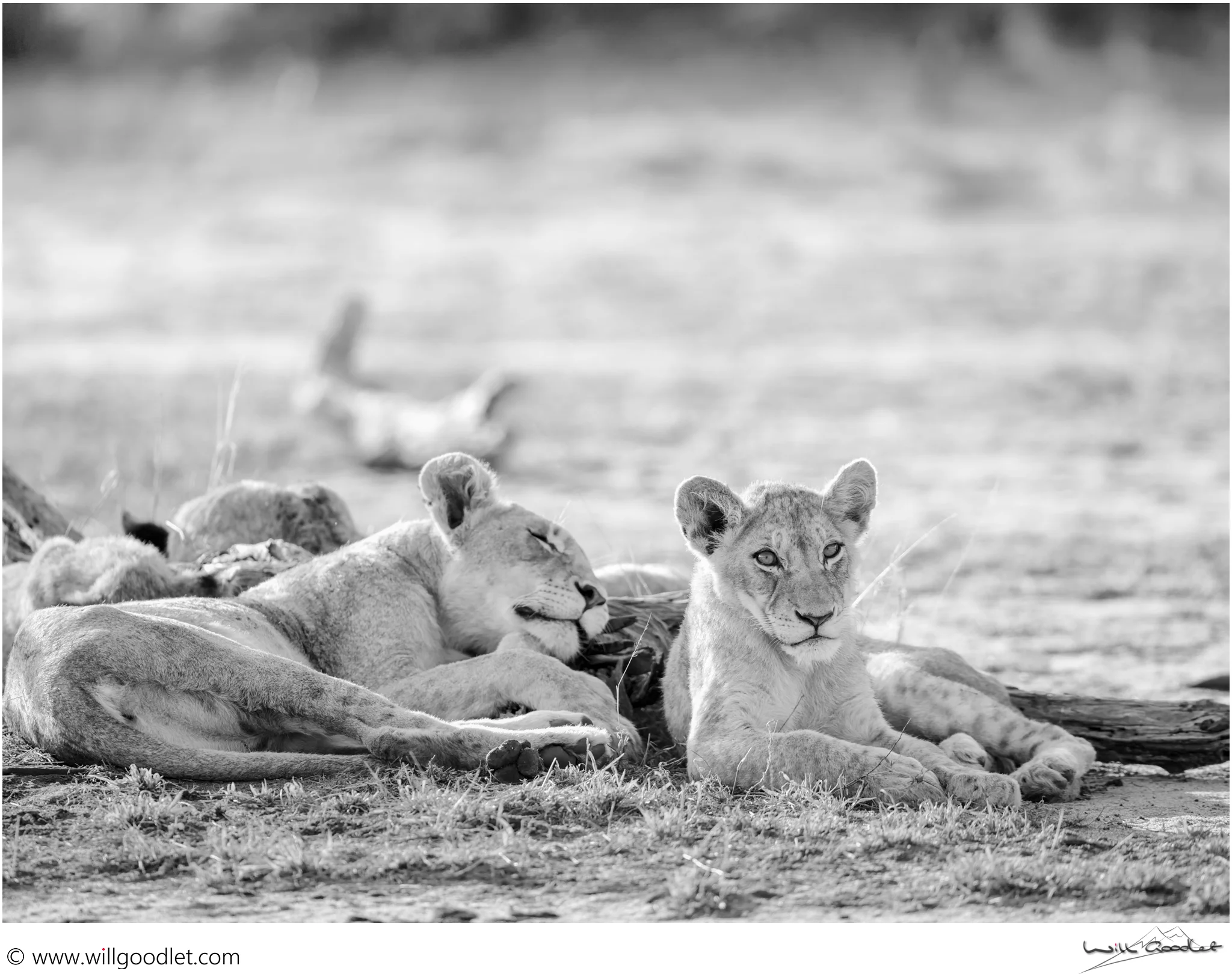 Cubs threatened by the death of a coalition partner