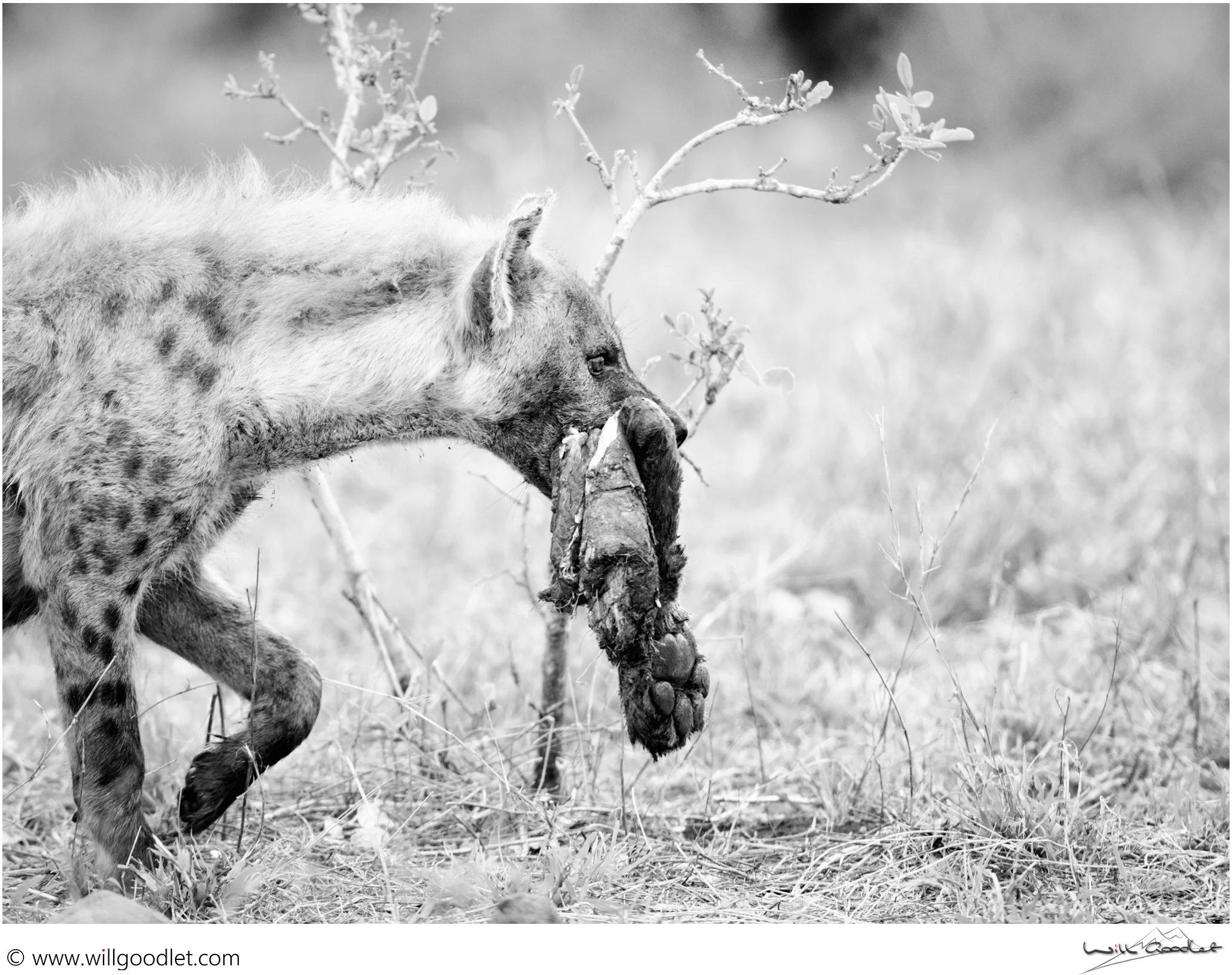 A day later, a Hyena carries its' brutal trophy. Do you recognise it?