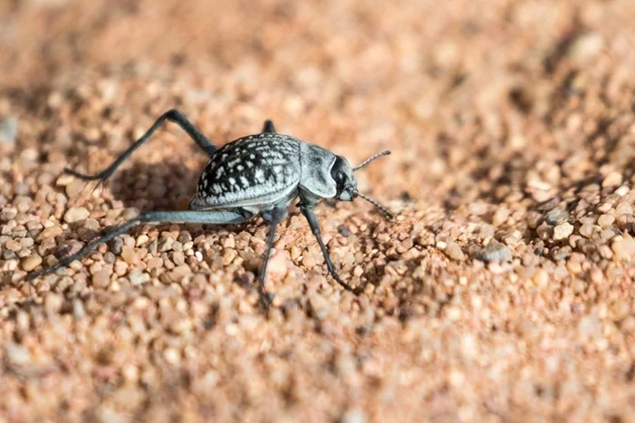 Namibrand Nature Reserve, Tok Tokkie Beetle.