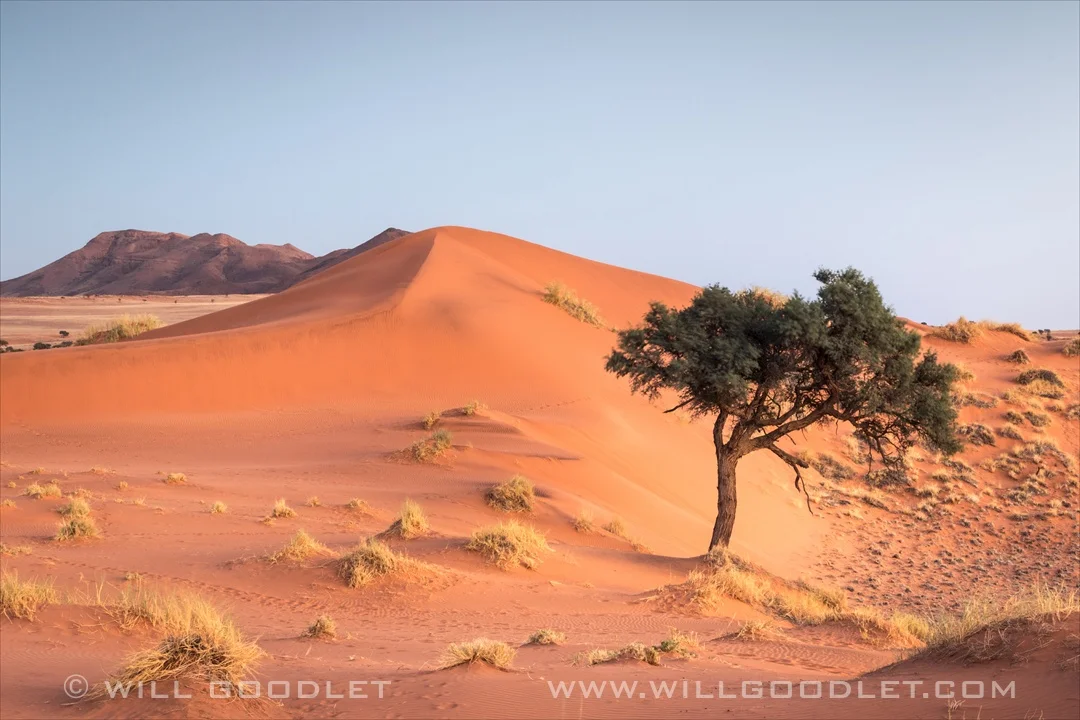 Namibrand Nature Reserve, Landscape with Camel thorn tree.