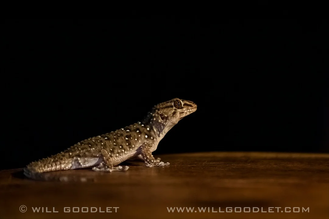 Namirand Nature Reserve, Gecko.