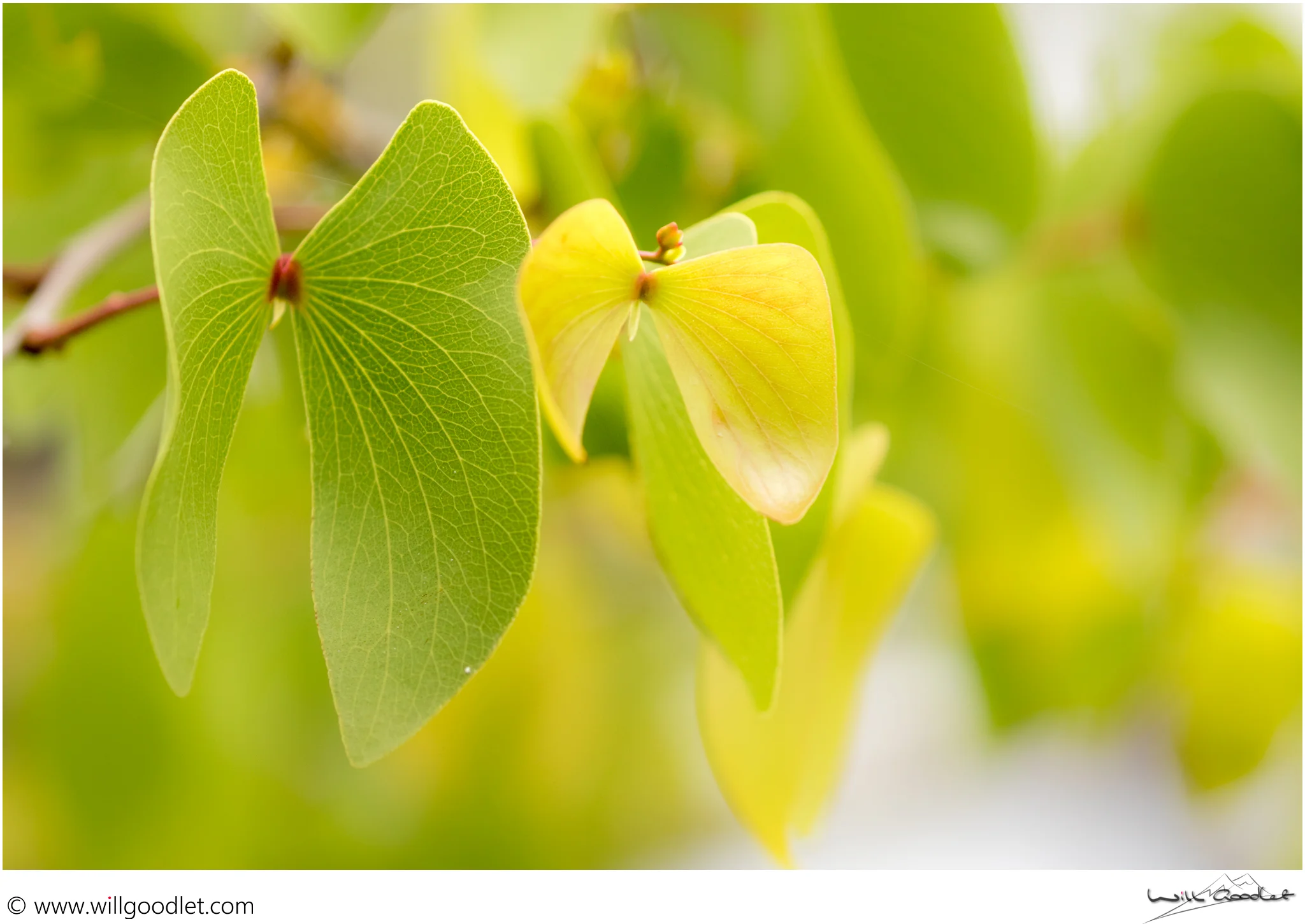 Tsendze Rustic Camp, green mopane leaves in the springtime