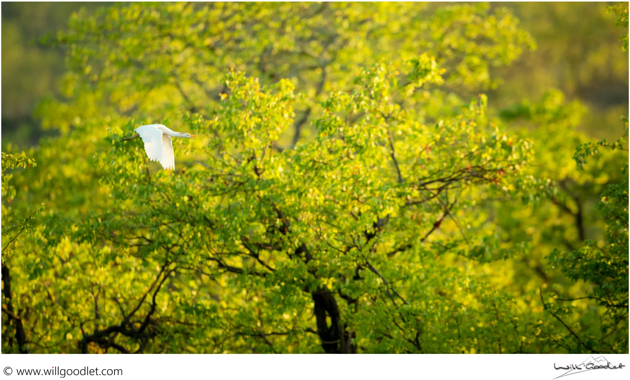 Cattle Egret flies past green mopane trees in the morning sun at Tsendze Rustic Camp