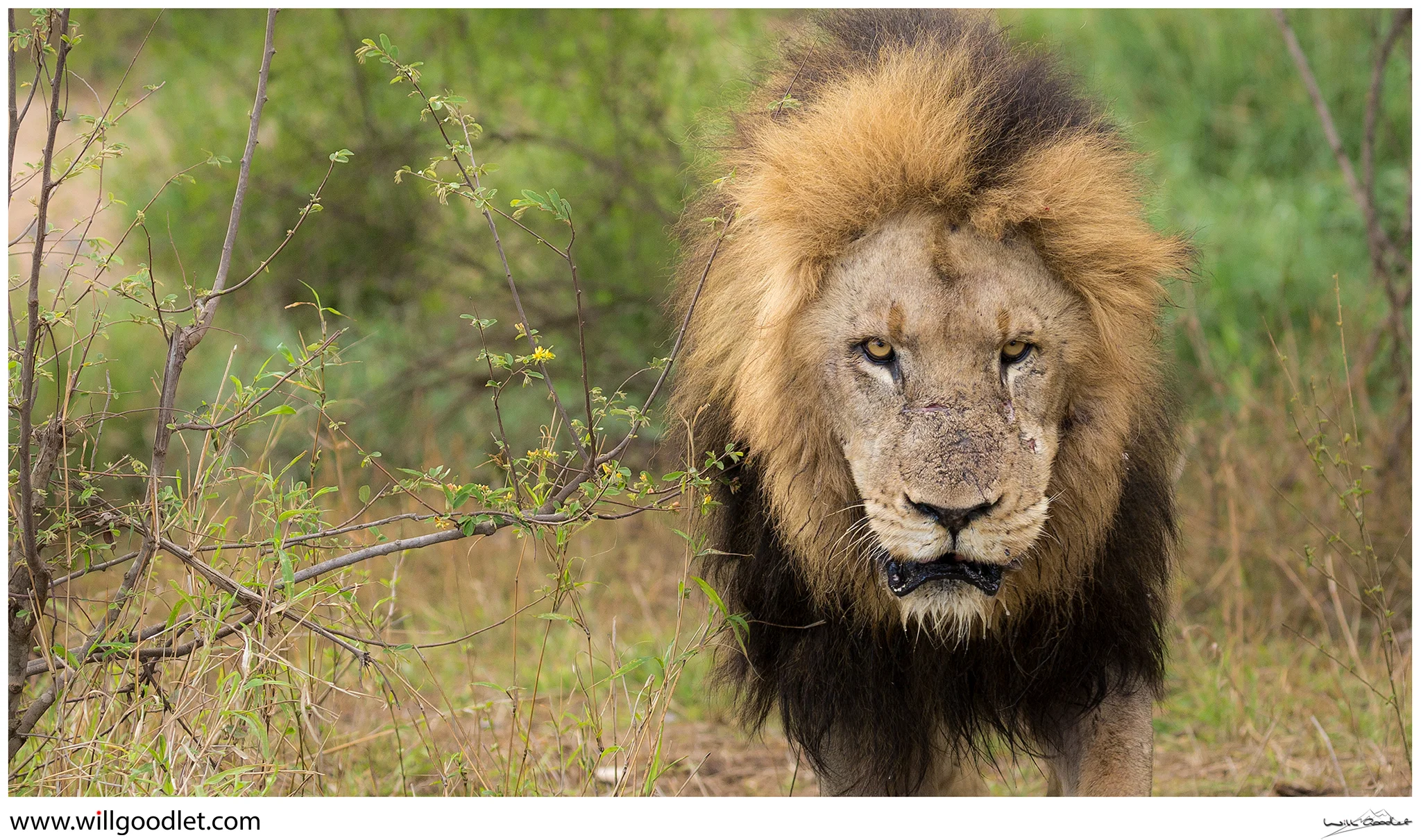 Male Lion emerges from the riverbed, Tsendze, Kruger National Park.