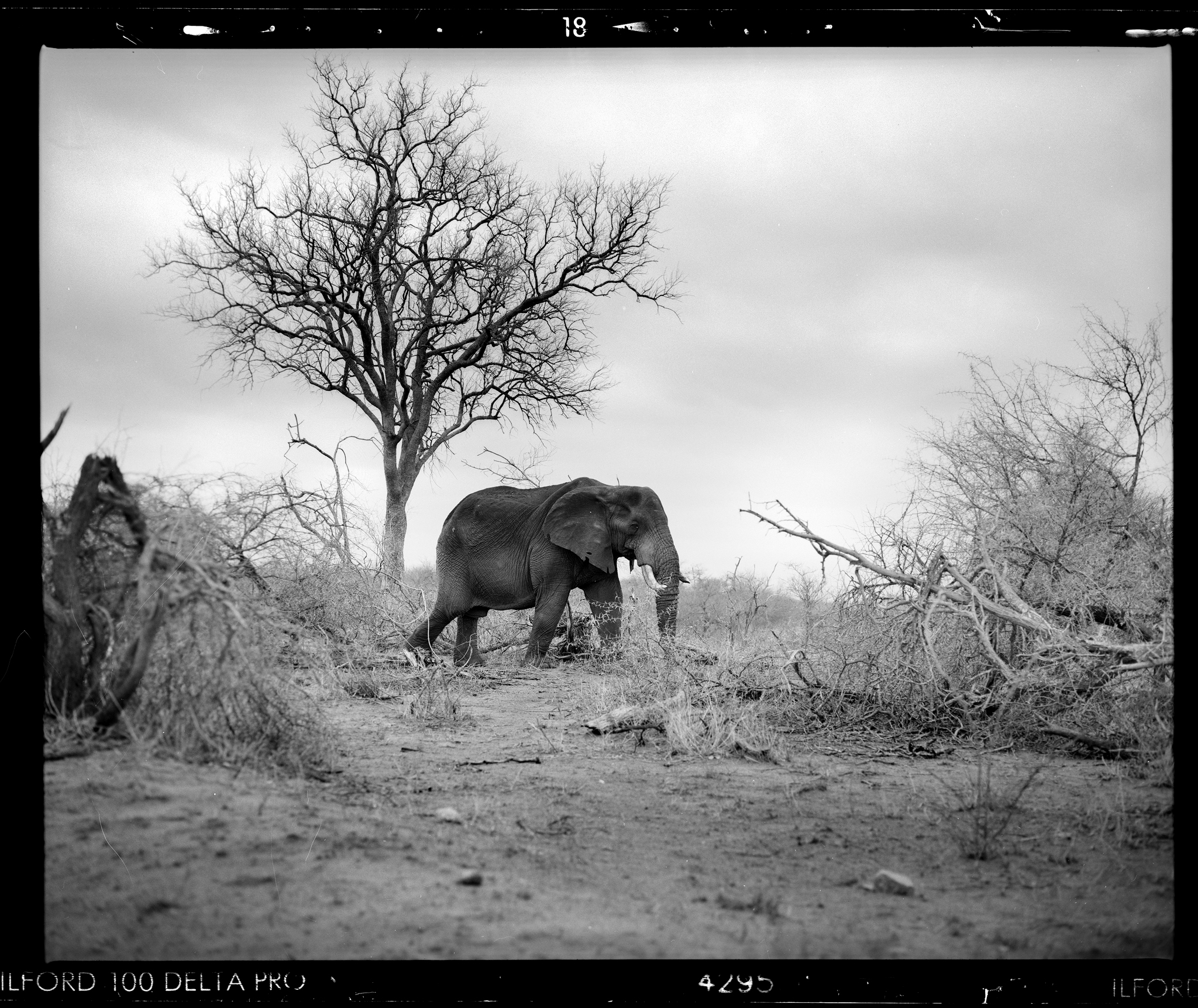 Mamiya RZ 67 Pro ii + 180mm F4.5 shot on Ilford Delta 100 Hand Processed