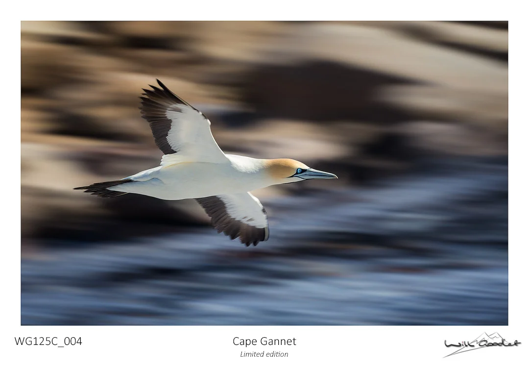 Fine art print - Cape Gannet (Limited to 125)