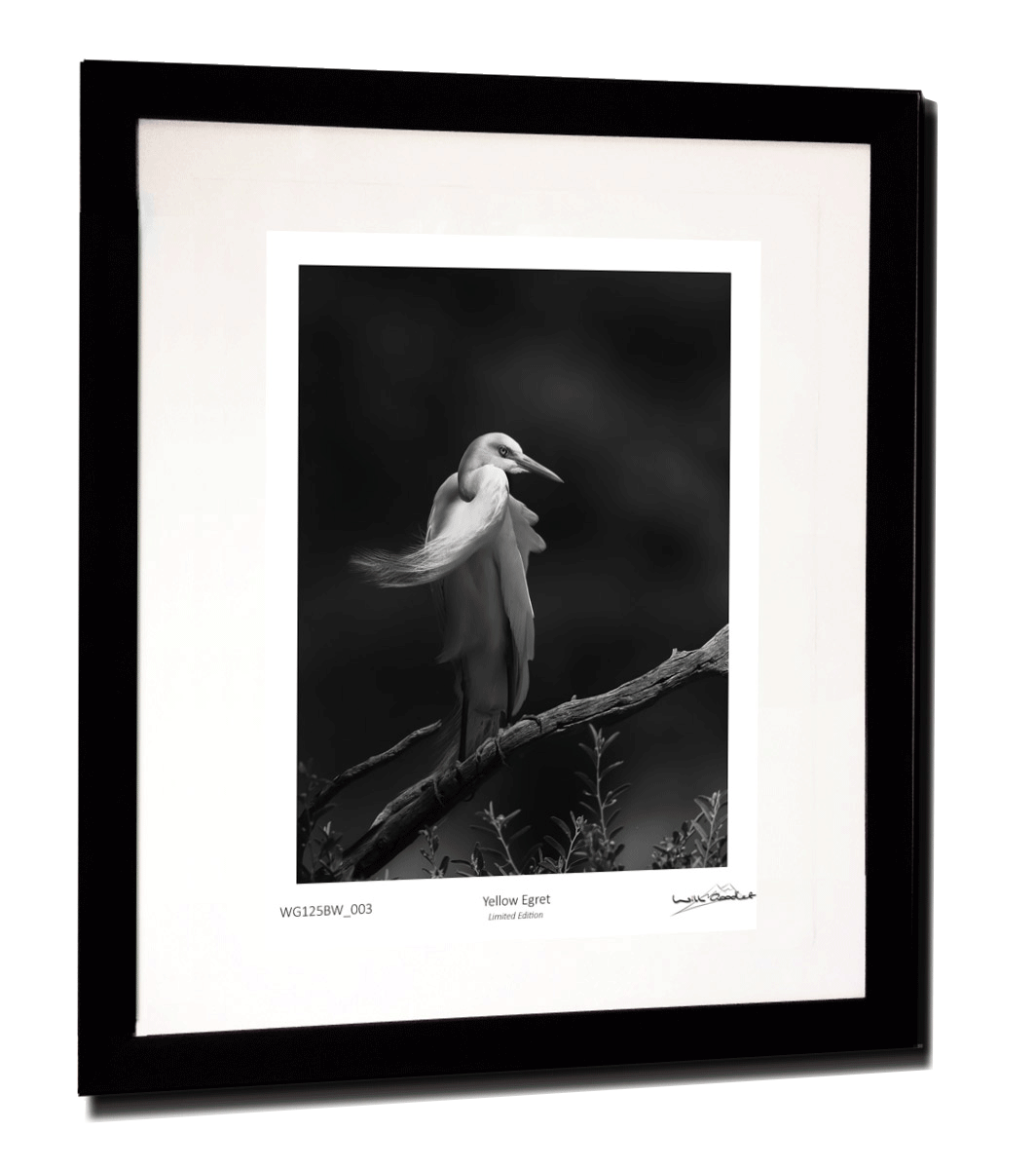 WG7D8257_BW_frame2.png
