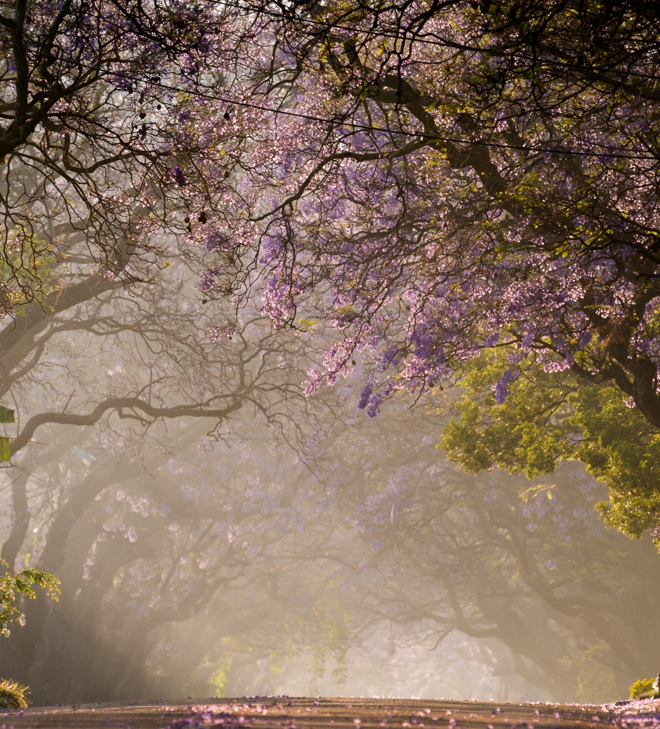 Jacaranda lined road at sunrise.
