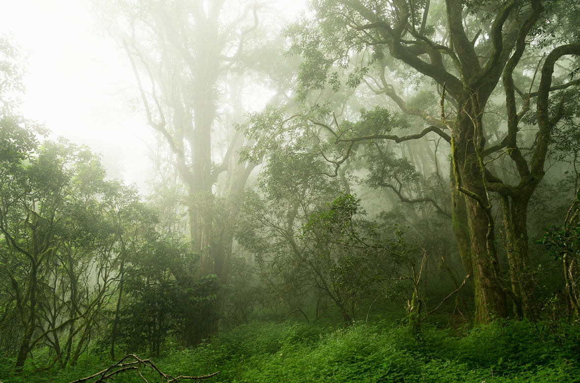 Eerie indigenous montane forest, South Africa.