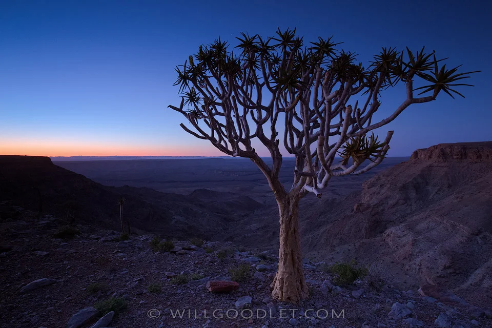 Quiver tree on the edge of a precipice at break of dawn