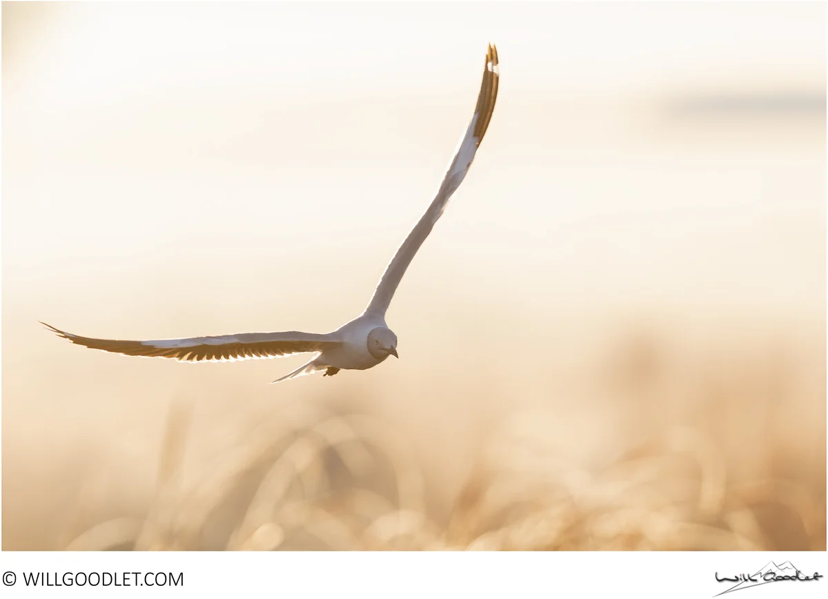 Grey-headed gull, Marievale Bird Sanctuary, South Africa