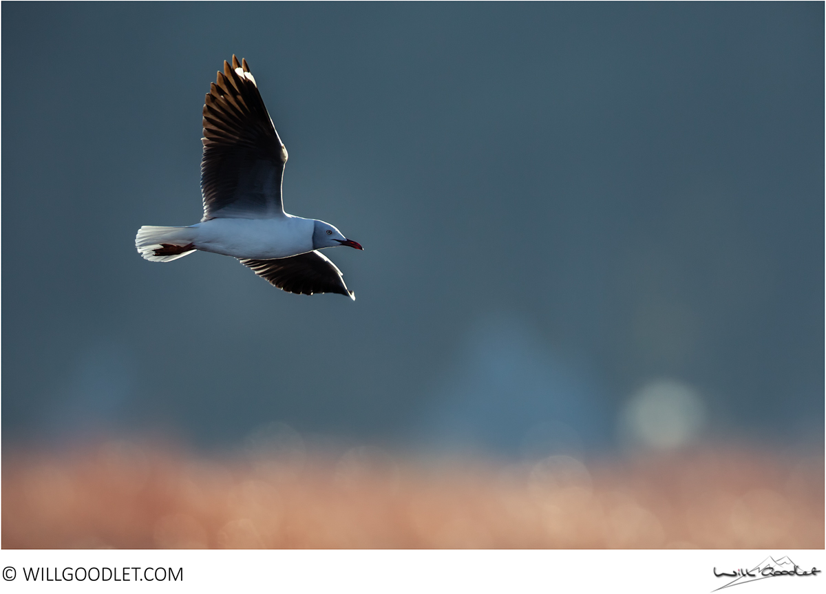 Grey-headed gull, Marievale Bird Sanctuary, South Africa